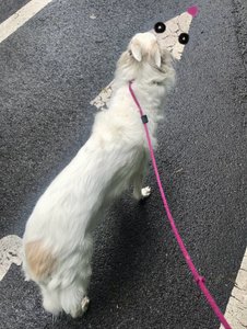 Walking Penny, 2025 (arte digital) de Evan Sklar