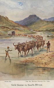 Agricultores que conduzem gado, África do Sul (cor litho)