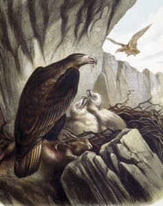 Águias com as suas crias. Gravura a partir de um desenho de F. Padro.