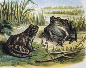 Rã-comum europeia. Anfíbios. Gravura a partir de um desenho de F. Padro. Gravura