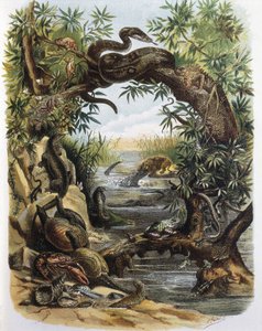 Répteis e Crustáceos. Gravura a partir de um desenho de F. Padro.