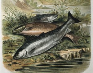 Salmões. Gravura a partir de um desenho de F. Padro. Gravura