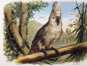Catatua branca. Gravura a partir de um desenho de F. Padro.