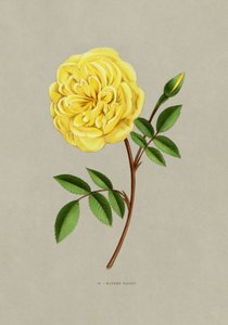 Rose, a Sra. Falcot de F. Grobon