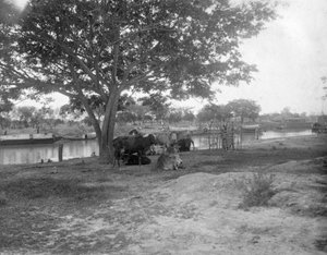 Gado, Alipore, Índia, 1905-1906