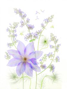 Delicadas flores de alfazema de Fangping Zhou