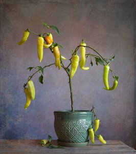 Pimentos rústicos em vaso de Fangping Zhou