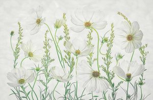 Prado de Cosmos Brancos