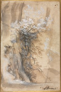 Bush de florescência acima de um banco erodido, 1565-1570. de Federico Barocci