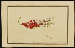 Corintos vermelhos e brancos, 1818