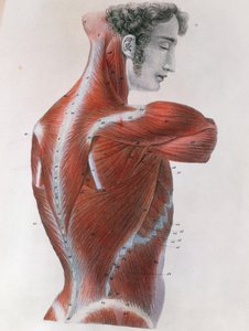 Torso Esfolado, de &39;Anatomia Descritiva Manual do Corpo Humano&39; por Jules Germain Cloquet (1790-1883) Paris, 1825 de Feillet
