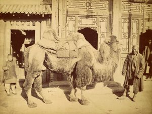 Camelo-bactriano com manipulador, c.1860 (fotogravura) de Felice Beato