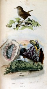Ilustração botânica e zoológica de F. E. Guerin. De Dictionnaire pittoresque d