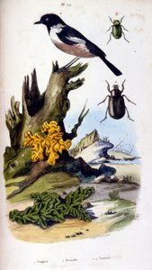 Ilustração botânica e zoológica de F. E. Guerin. De Dictionnaire pittoresque d