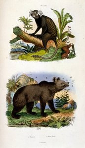 Ilustração botânica e zoológica de F. E. Guerin. De Dictionnaire pittoresque d