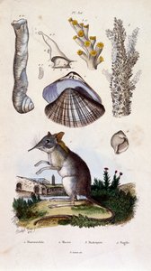 Ilustração botânica e zoológica de F. E. Guerin. De Dictionnaire pittoresque d