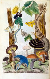 Ilustração botânica e zoológica de F. E. Guerin. De Dictionnaire pittoresque d