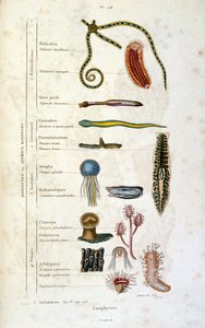 Ilustração botânica e zoológica de F. E. Guerin. De Dictionnaire pittoresque d