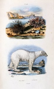 Ilustração botânica e zoológica de F. E. Guerin. De Dictionnaire pittoresque d