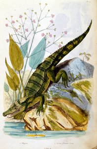 Ilustração botânica e zoológica de F. E. Guerin. De Dictionnaire pittoresque d
