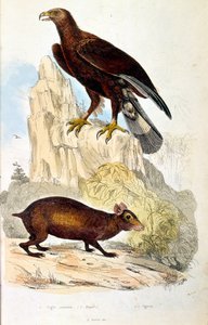 Ilustração botânica e zoológica de F. E. Guerin. De Dictionnaire pittoresque d