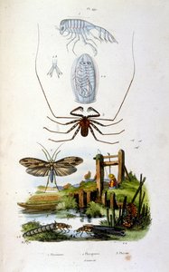 Ilustração botânica e zoológica de F. E. Guerin. De Dictionnaire pittoresque d