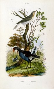 Ilustração botânica e zoológica de F. E. Guerin. De Dictionnaire pittoresque d