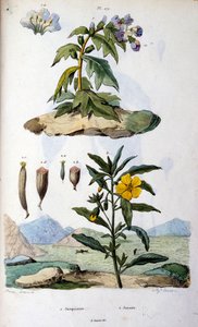 Ilustração botânica e zoológica de F. E. Guerin. De Dictionnaire pittoresque d