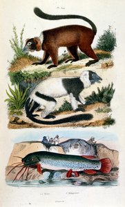 Ilustração botânica e zoológica de F. E. Guerin. De Dictionnaire pittoresque d