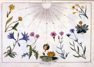 Ilustração botânica de F. E. Guerin. De Dictionnaire pittoresque d
