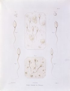 Fluido seminal, da Teoria Positiva do Envolvimento Espontâneo e Fechamento de Mamíferos e das Espécies Humanas por Pouchet de Felix-Archimede (1800-72) gravado por Oudet, Paris, 1847 de Felix Archimede Pouchet