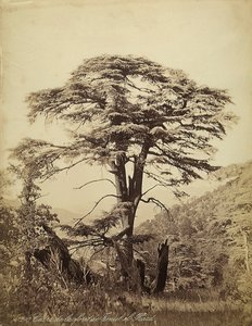 Grande cedro na floresta de Teniet el Haad, Líbano de Félix Bonfils