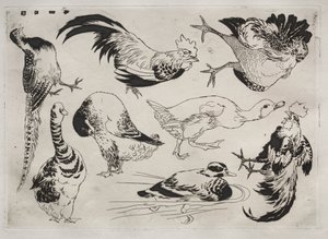 Serviço de Jantar (serviço Rousseau): Galos, patos, etc. (nº 13) de Felix Bracquemond