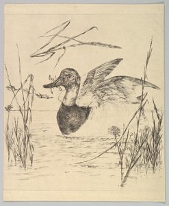 Floresta. de Felix Bracquemond