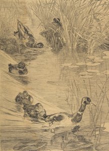Pato Brincando, 1850-1914. de Felix Bracquemond