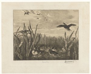 Paisagem com marrecos na água entre juncos Sarcelles (título no objeto) de Felix Bracquemond