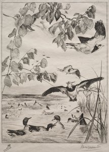 Galispos e cercetas, 1862. de Felix Bracquemond