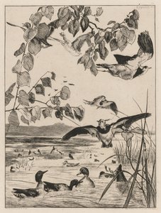 Galispos e cercetas, 1862. de Felix Bracquemond