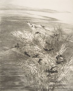 Juncos e marrecos, 1882. de Felix Bracquemond