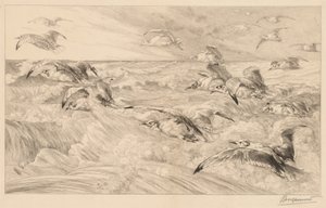 Gaivotas de Felix Bracquemond