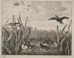 Teal, 1853. de Felix Bracquemond