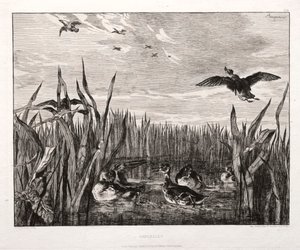 Teals de Felix Bracquemond