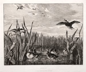 Cercas, 1853 impresso 1864. de Felix Bracquemond