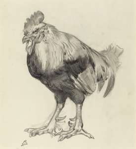 O galo velho
