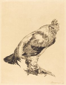 O galo velho de Felix Bracquemond