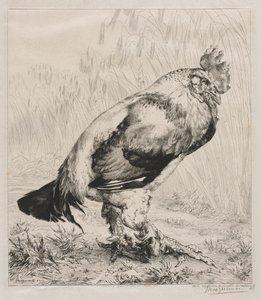 O galo velho de Felix Bracquemond