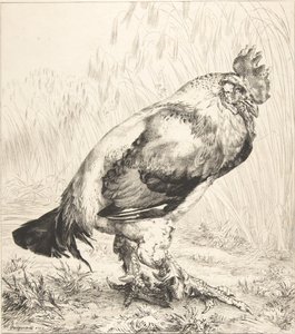 O Galo Velho, 1882. de Felix Bracquemond