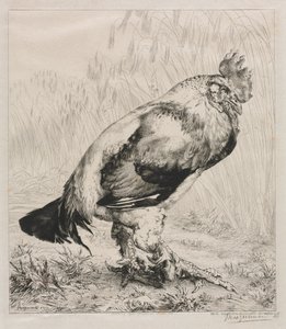 O Galo Velho, 1882. de Felix Bracquemond