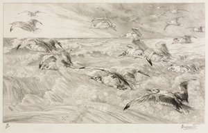As gaivotas, c. 1880 de Felix Bracquemond