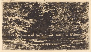 Forêt de Felix Hilaire Buhot